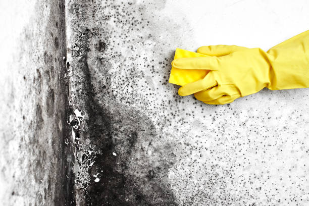 Best Black Mold Remediation in Oak Park, CA