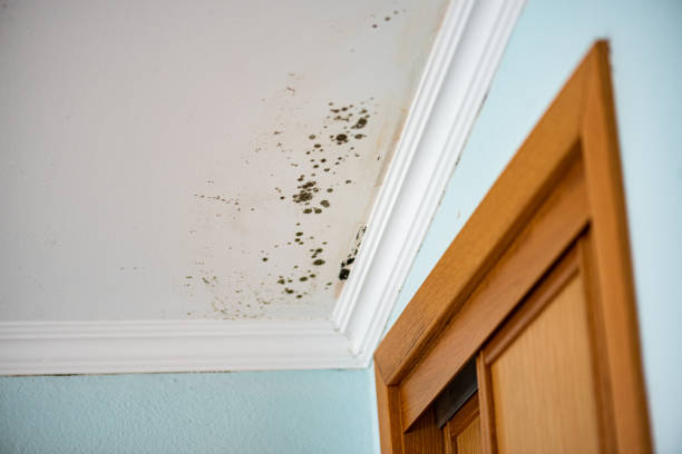 Best Black Mold Remediation in Oak Park, CA