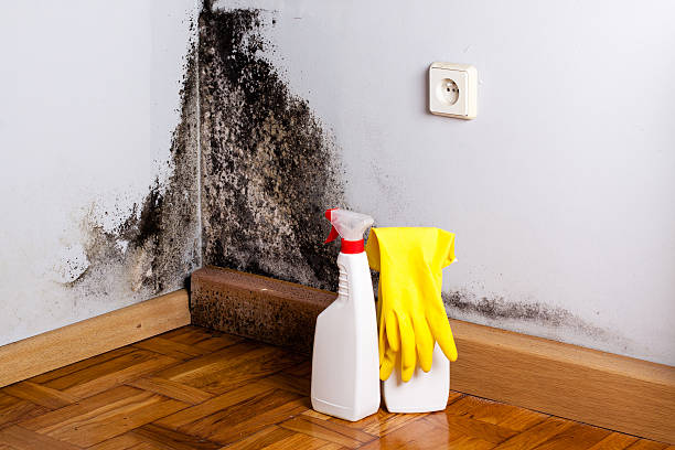 Best Localized Mold Remediation (e.g., coastal areas, humid climates) in Oak Park, CA