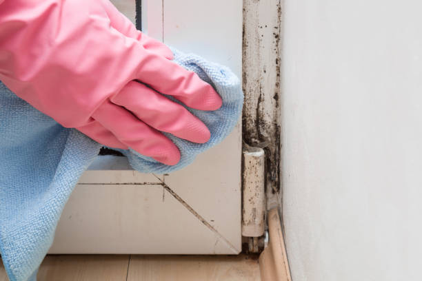 Best White Mold Remediation in Oak Park, CA